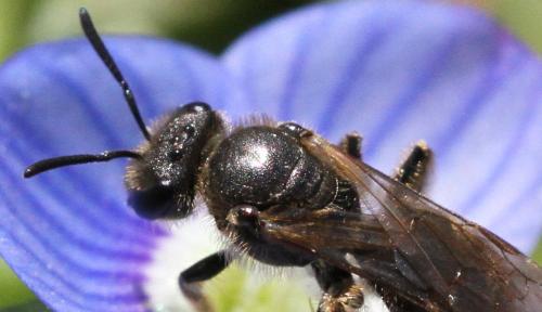 Lasioglossum sp.